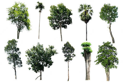 Top 10 Reasons Why Trees are so Amazing – Livin' Aloha